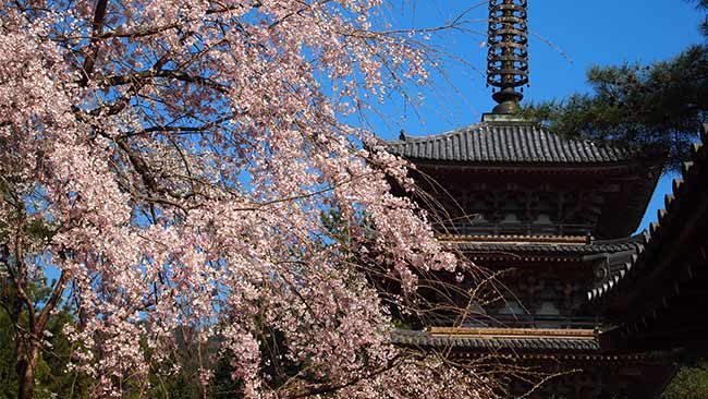 醍醐寺