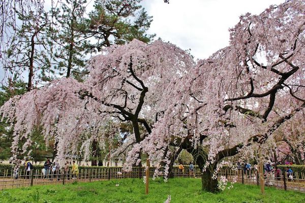 kyoto_sakura