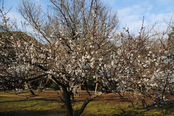 kyoto_ume